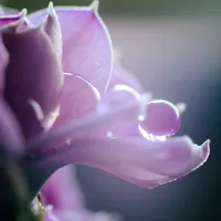 OM <i>(Hybride)</i>